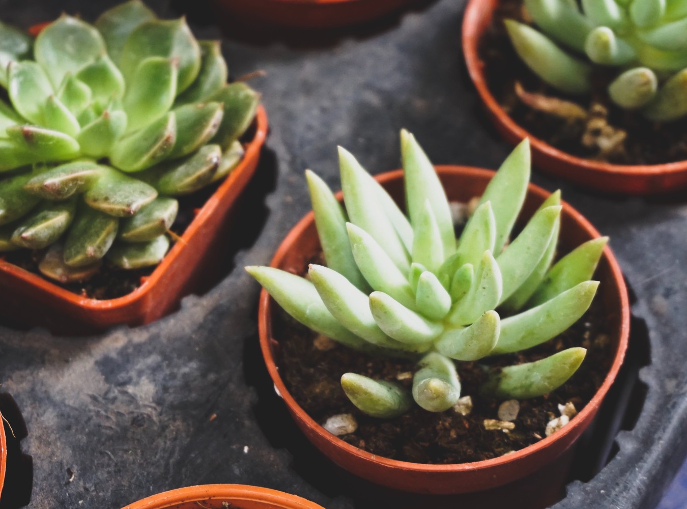 Succulent Bild
