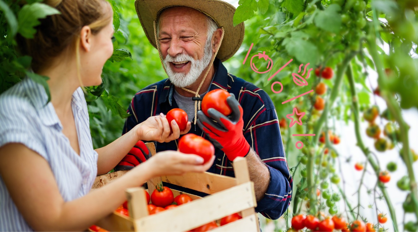 Junge Frau und älterer Mann bei der Tomatenernte