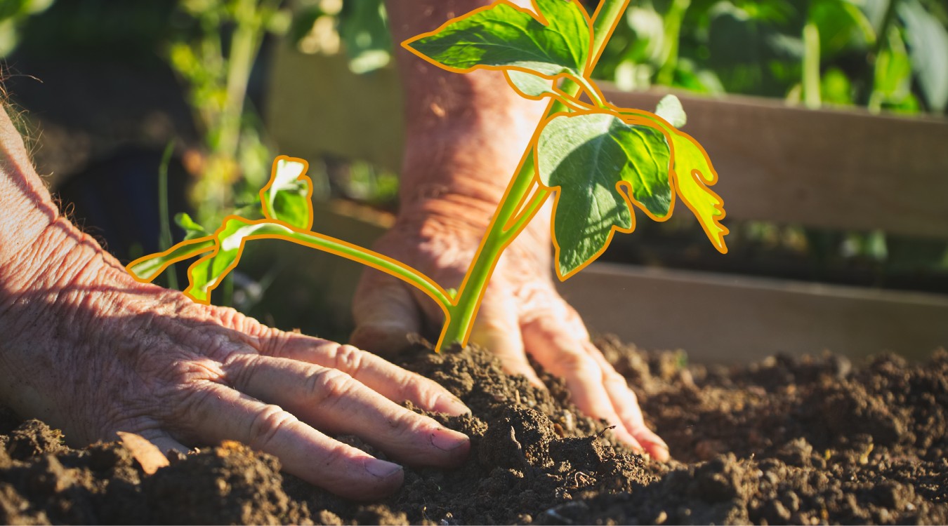 Des mains et des petites plantes de tomate