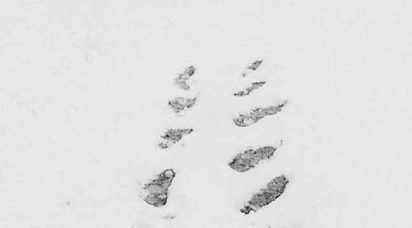 Robert Walser ist tot