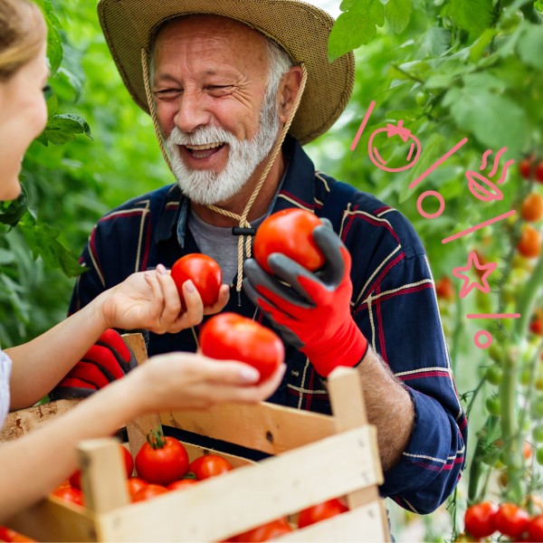 Junge Frau und älterer Mann bei der Tomatenernte