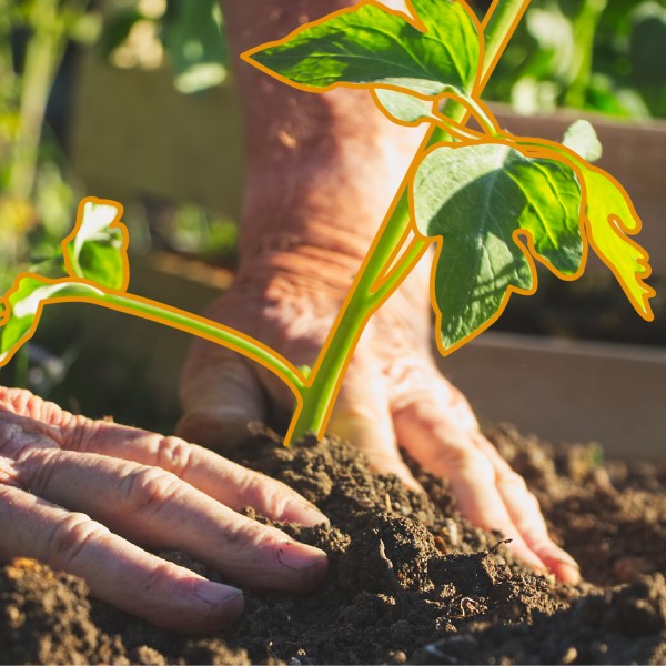 Des mains et des petites plantes de tomate