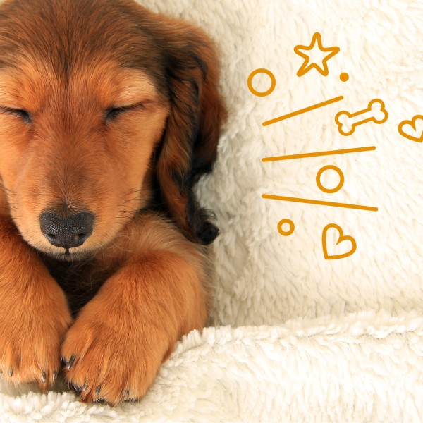 Hund schläft unter einer Decke