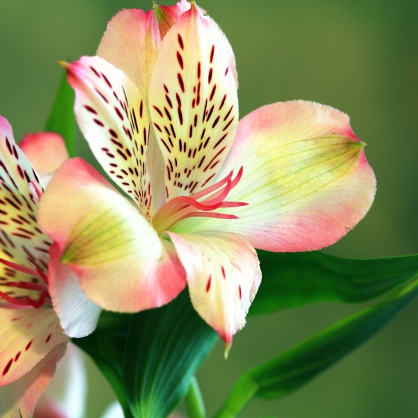 Blumen