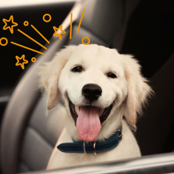 Hund im Auto